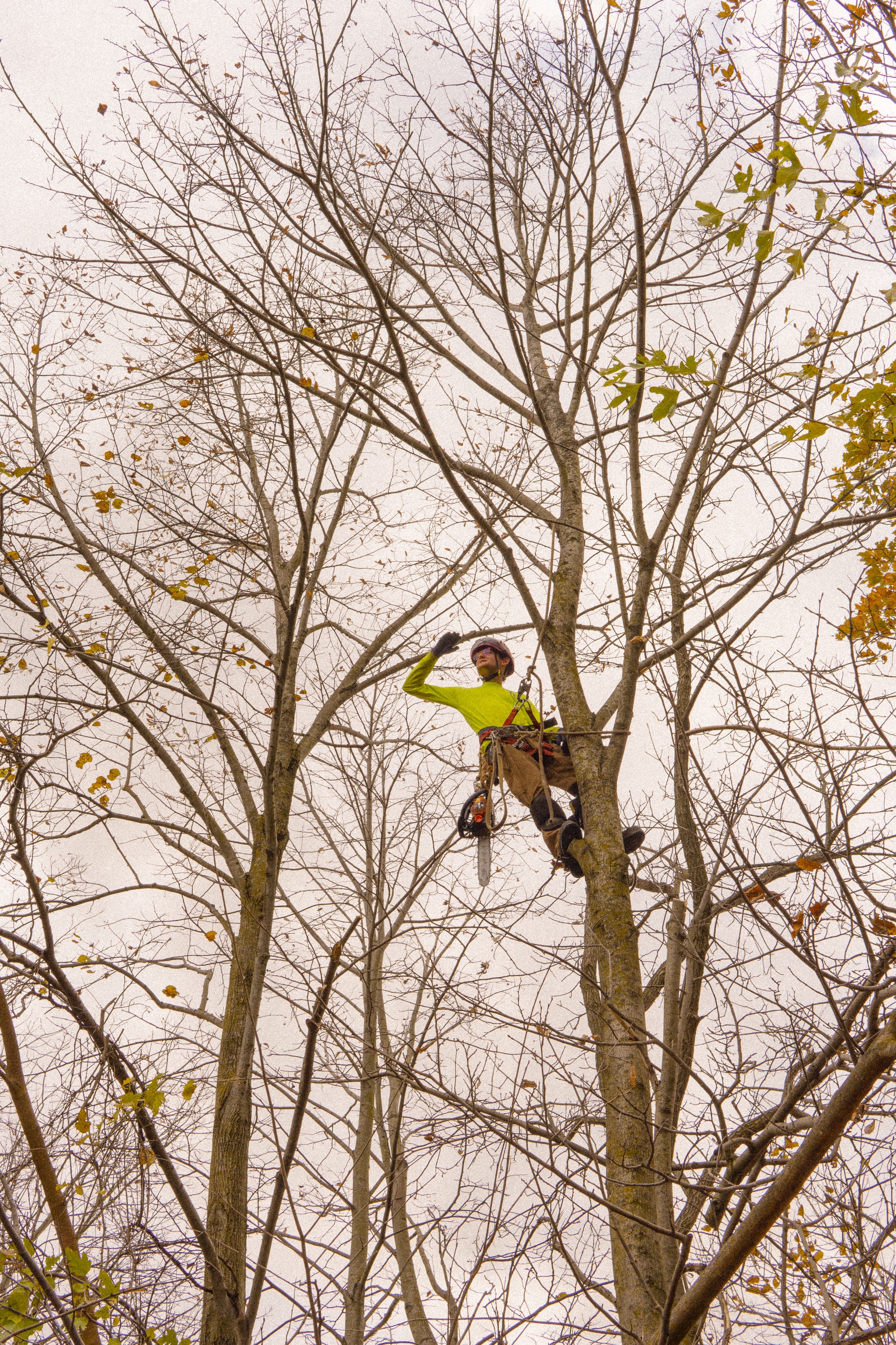 Tree Service Project 3