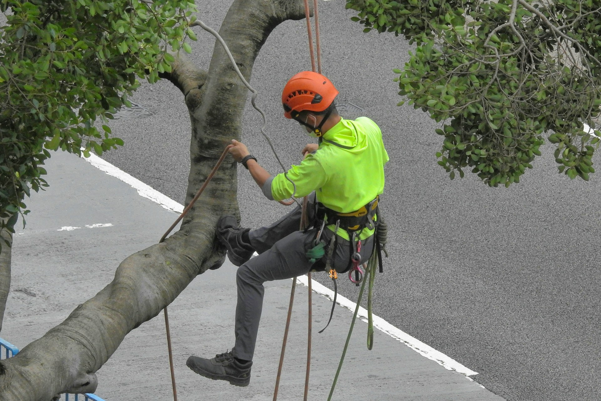 Tree Service Project 1