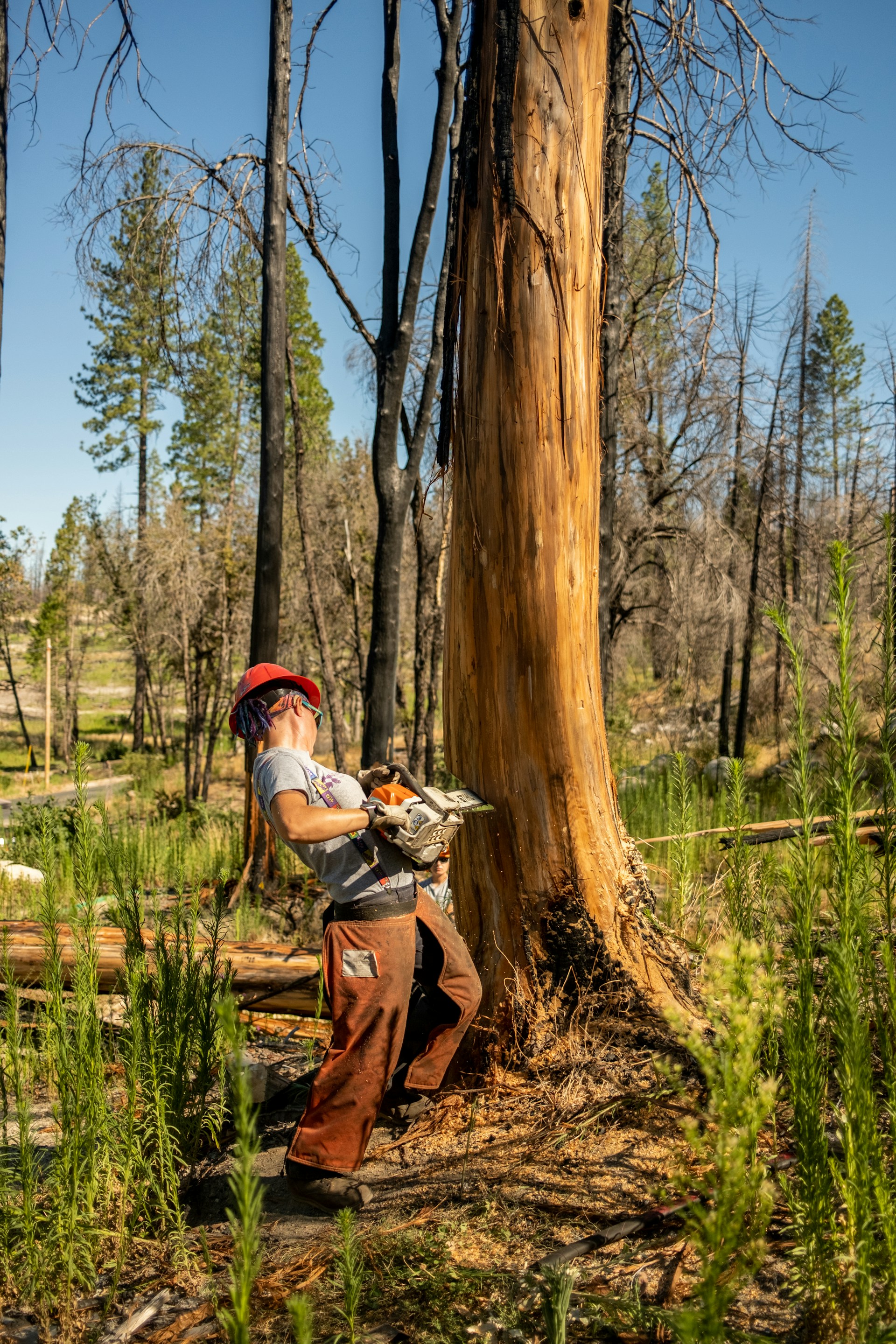 Tree Service Project 3