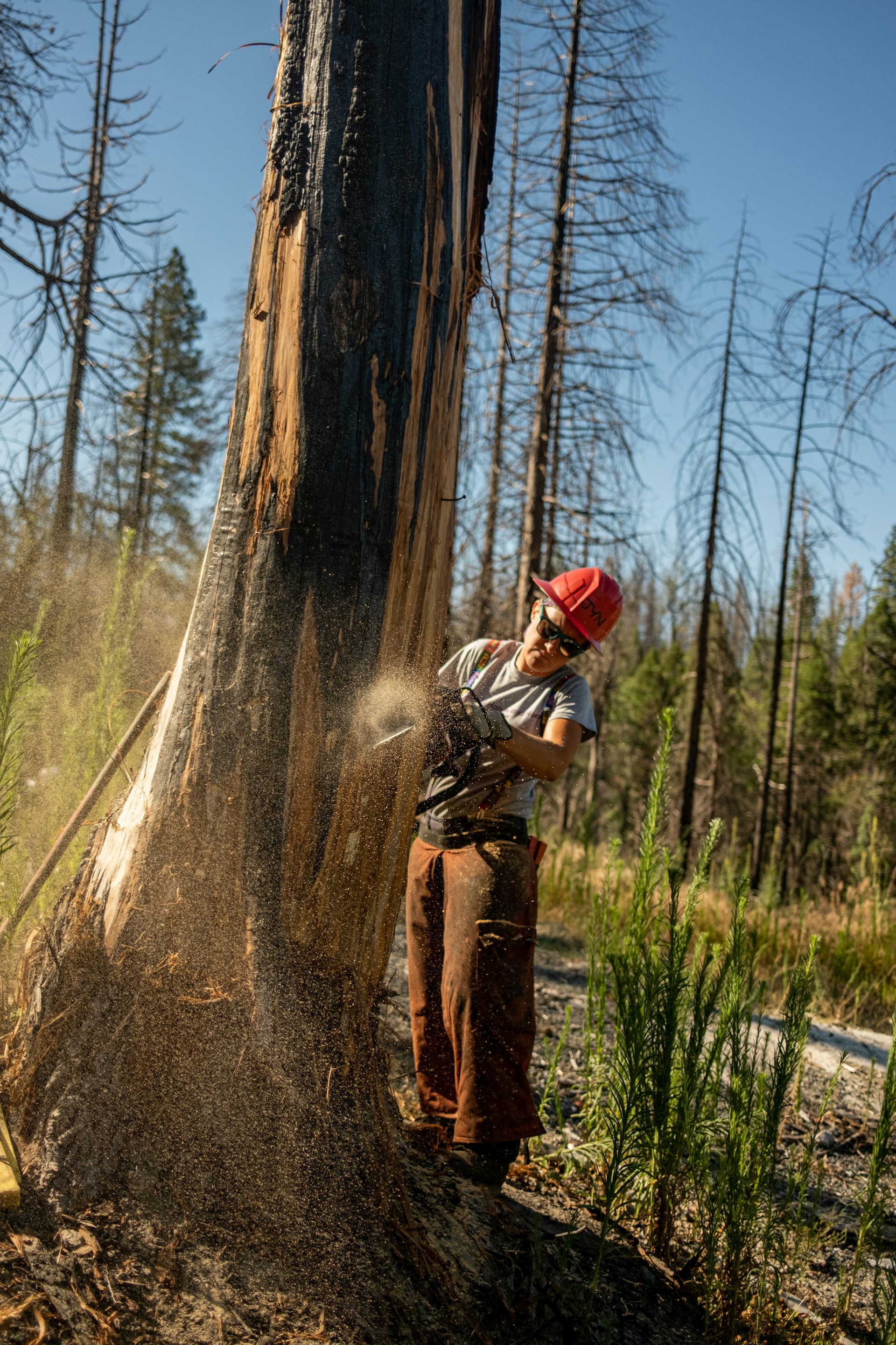 Thomas Tree Service team member at work