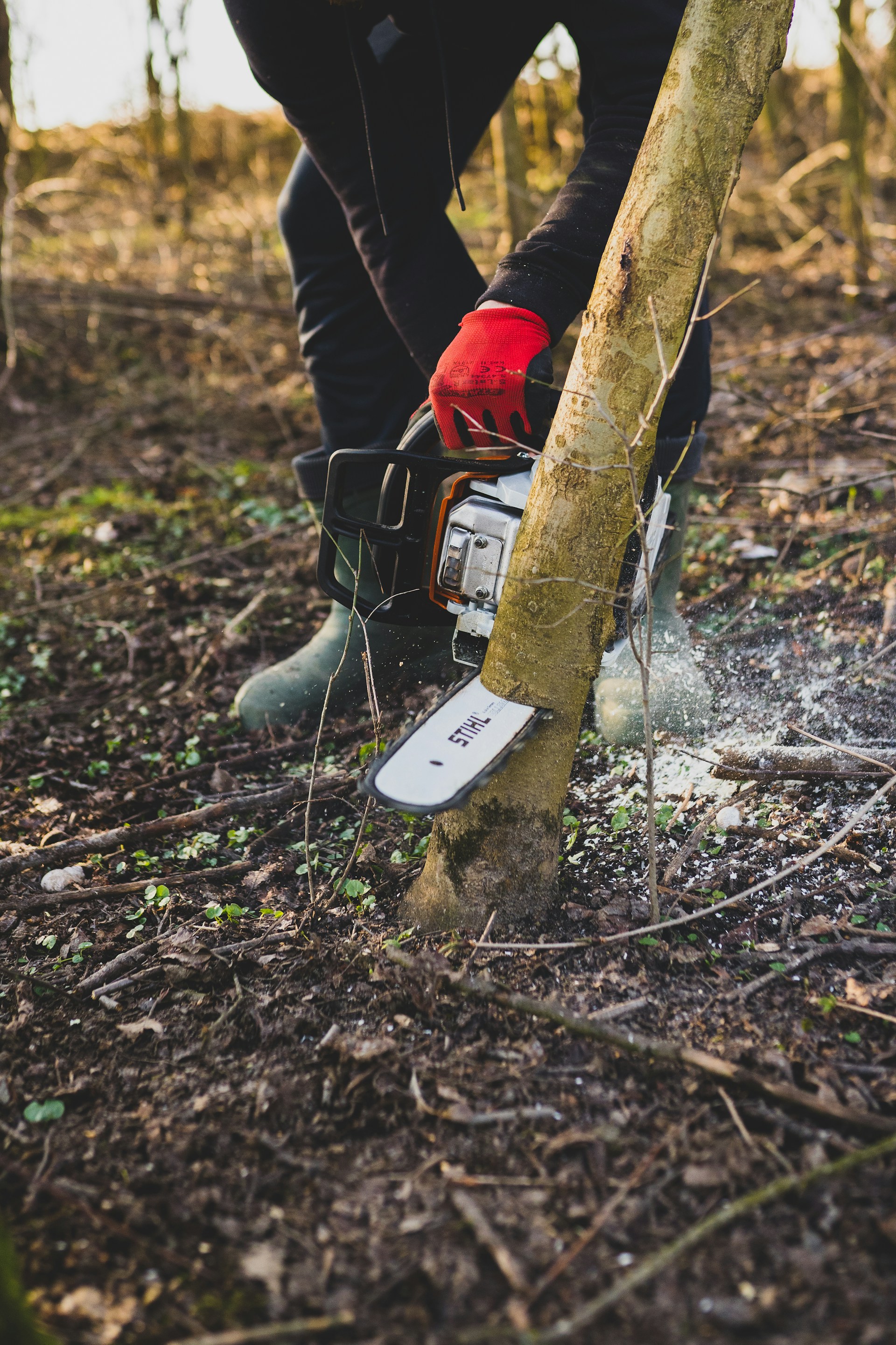 Tree Service Project 5