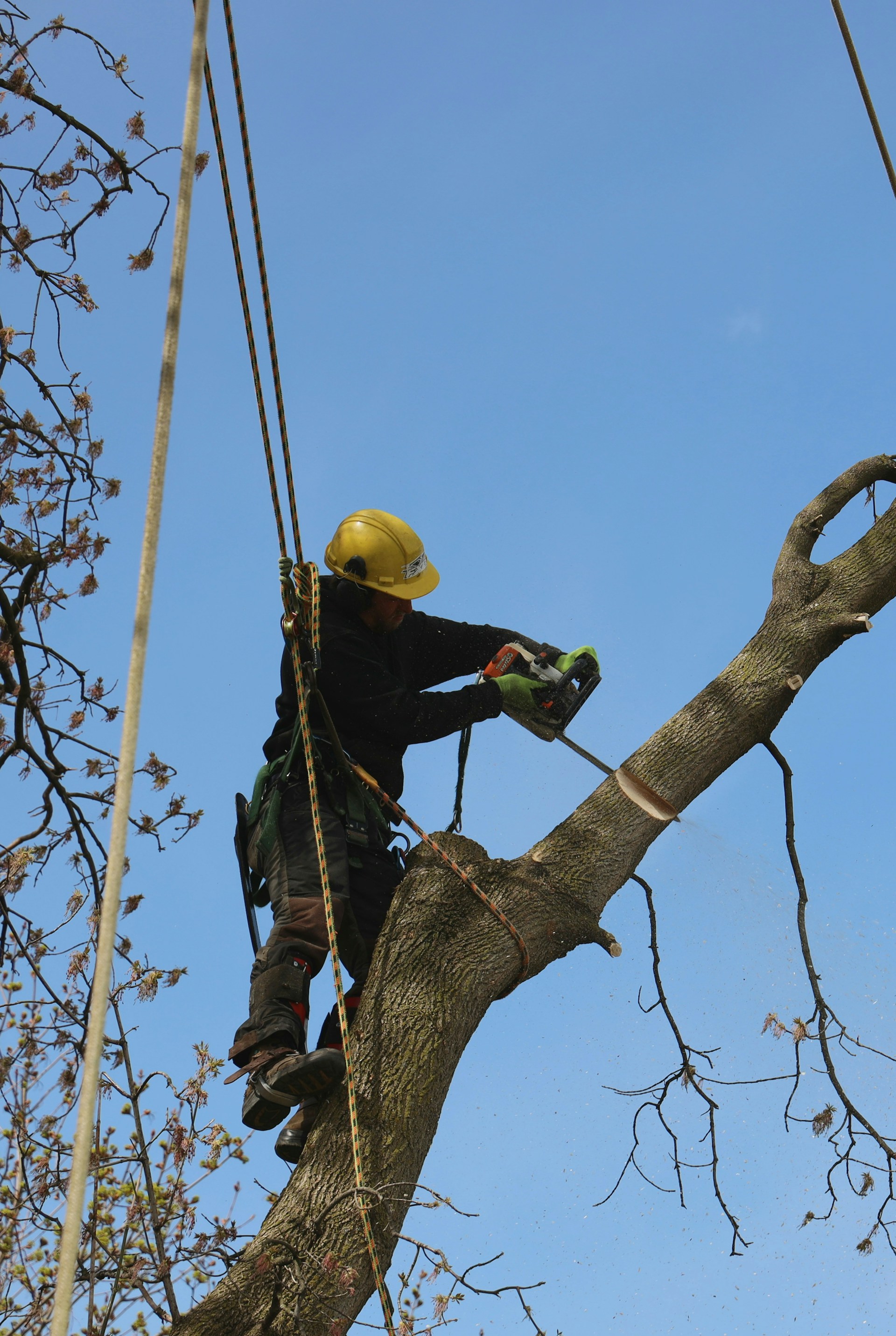 Tree Service Project 6